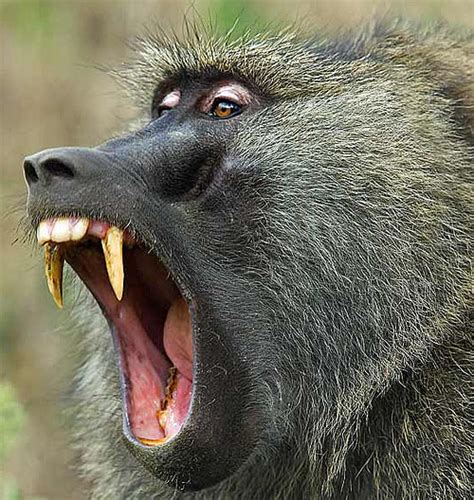 Olive Baboon - Large, African Troop Primate | Animal Pictures and Facts | FactZoo.com