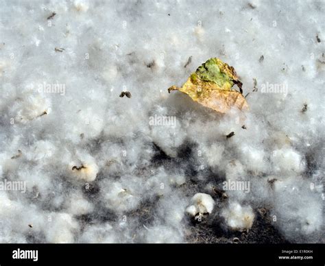 Fluffy white poplar seeds cottonwood tree. Allergen Stock Photo - Alamy