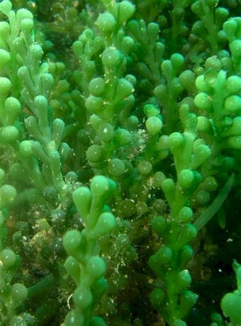 Caulerpa Racemosa var Cylindracea - Grape Algae - Reefer's Den