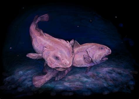 Blobfish - Wikipedia