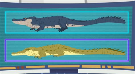 Crocogator Contest - Wild Kratts Wiki