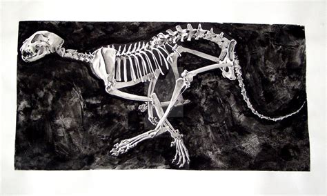 Cheetah Skeleton by Shadowfox702 on DeviantArt