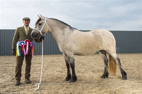 British horses are losing out to foreign breeds | Daily Mail Online