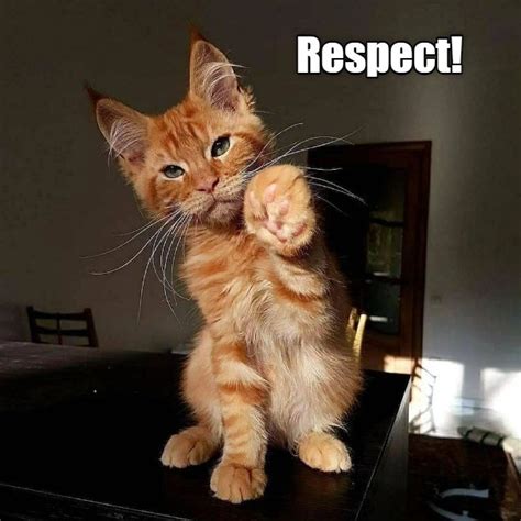 Respect - Lolcats - lol | cat memes | funny cats | funny cat pictures with words on them | funny ...