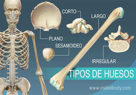 Aprenda anatomía del esqueleto | Tipos de huesos