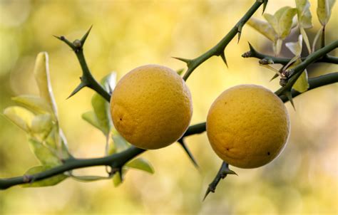 Trifoliate orange; Hardy Orange ‘Flying Dragon’ (poncirus trifoliata) – Tripple Brook Farm