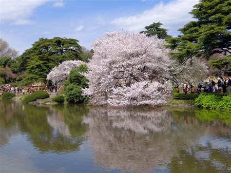 Shinjuku Gyoen Cherry Blossoms 2020 - Japan Web Magazine