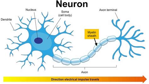 Leukodystrophy symptoms, types, prognosis and leukodystrophy treatment