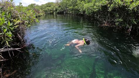 Snorkeling in Casa Cenote Mexico | A Crocodile lives in the Cenote - YouTube