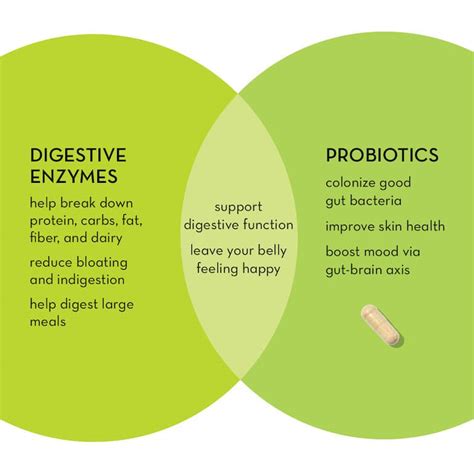 Digestive Enzymes vs. Probiotics: Benefits, Similarities, and ...