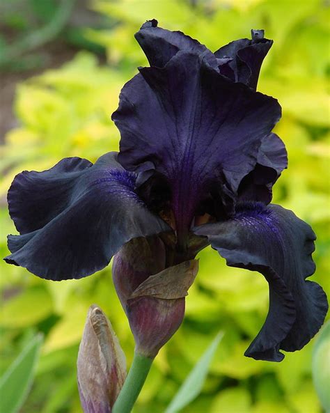 Dark Blue Iris Photograph by Ed Mosier