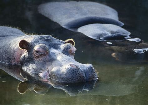 In What Climate Does a Hippo Live? | Sciencing