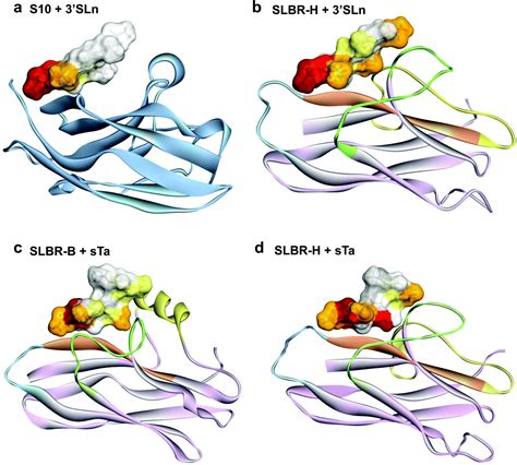 Molecular recognition of sialoglycans by streptococcal Siglec-like ...