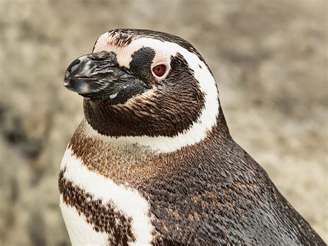 Magellanic Penguins | June Keyes Penguin Habitat | Aquarium of the Pacific