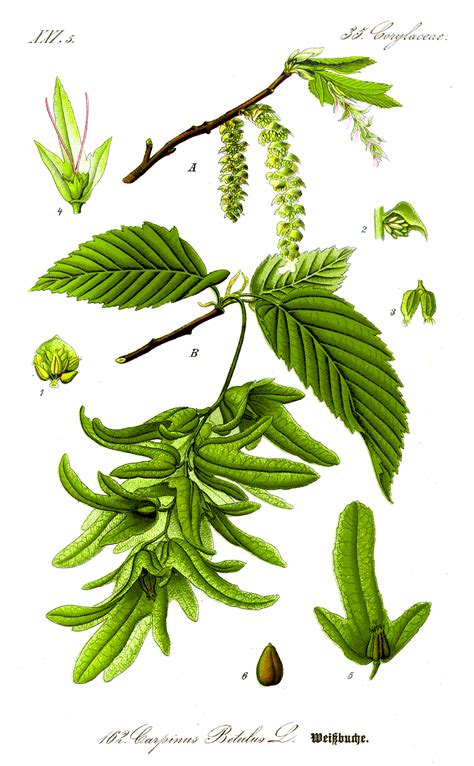 File:Illustration Carpinus betulus 1.jpg - Wikimedia Commons