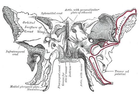 Medial pterygoid plate - Alchetron, The Free Social Encyclopedia