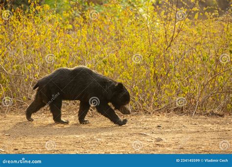 Beautiful and Rare Sloth Bear in the Nature Habitat in India Stock ...