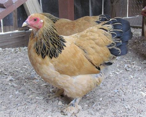 Buff Brahma Bantam Day-Old Baby Chicks | Chickens For Backyards