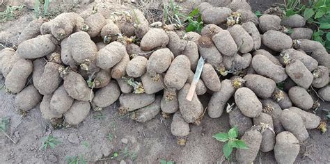 Sustainable yam systems in West Africa