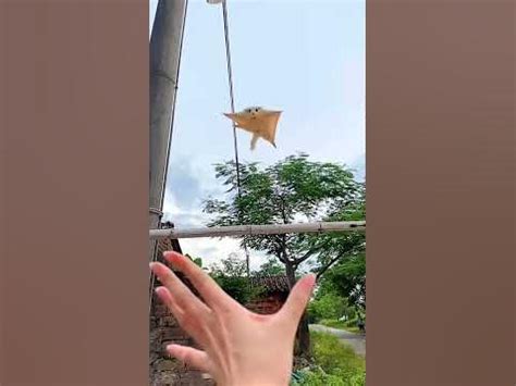 Flying squirrel 🧐😱 - YouTube