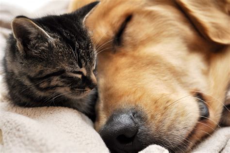 Sleeping Cat And Dog Wallpaper