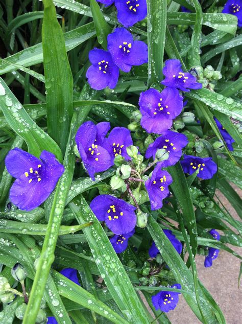 Small purple flowers | Small purple flowers, Purple flowers, Flowers