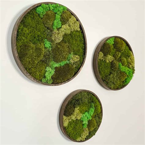 Create Beautiful DIY Moss Wall Art for Your Home - MyGardeninn