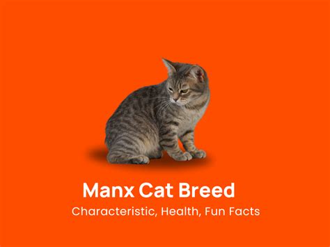Manx Cat Breed: Characteristic, Health & Fun Facts!