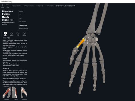 Muscles: Opponens Pollicis. – Anatomy & Physiology