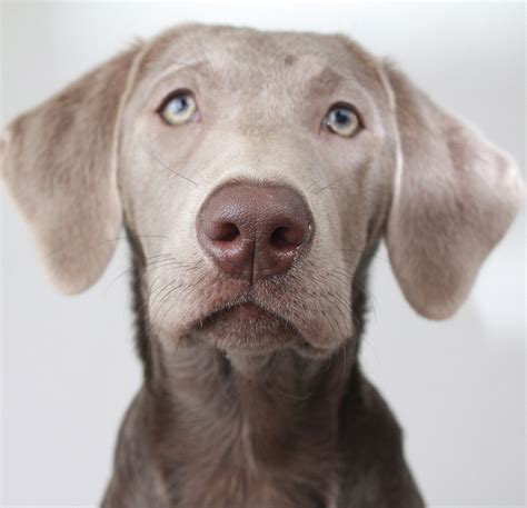 Weimaraner Lab Mix - Your Complete Guide To The Labmaraner