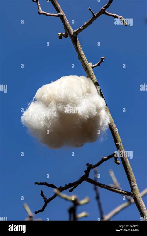 Cotton tree seeds close up against blue sky background Stock Photo - Alamy