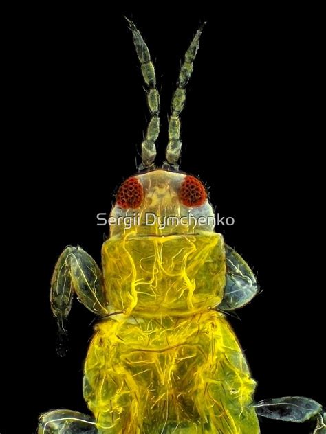 "Thrips under the microscope" by Sergii Dymchenko | Redbubble