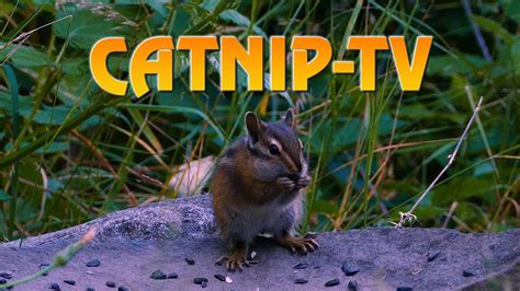 9 Hours of Catnip-TV - 9 HOURS OF NATURESCAPES FOR CATS! PURE NATURE SOUNDS - Relax-TV - YouTube