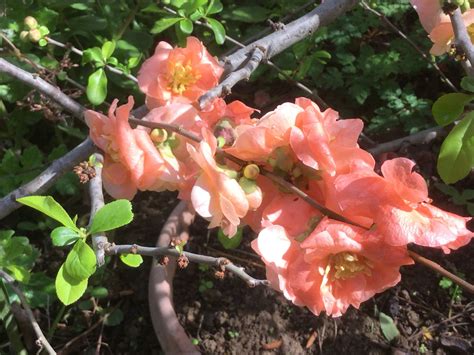 Flowering Quince | Flowering quince, Flora, Plants