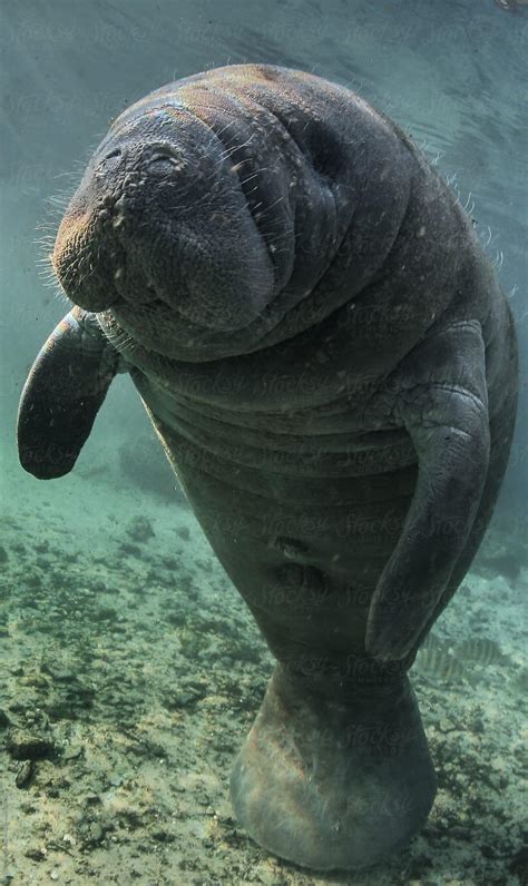 Baby Manatee Wallpapers - Top Free Baby Manatee Backgrounds ...