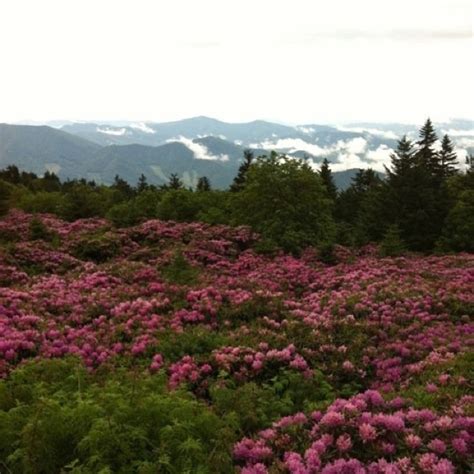 Roan Mountain Rhododendron Festival Done! | Scenery, Nature, Places to go