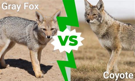 Gray Fox vs. Coyote: Their Differences Explained