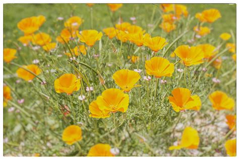 Yellow Poppy Field Photograph by Georgia Fowler