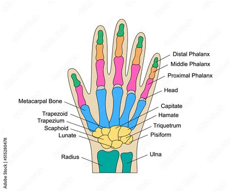 Human hand bones anatomy with descriptions. Colored hand parts structure. Lunate, triquetrum ...