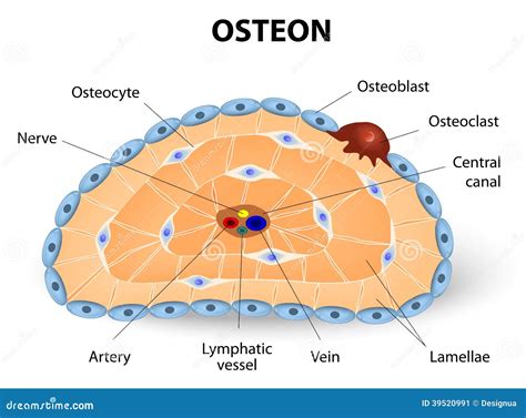 Osteon Development and Structure Stock Vector - Illustration of medical, lamellae: 39520991