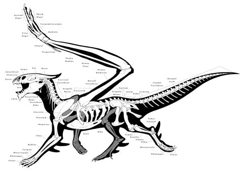 Sammy Torres: Dragon Skeletal Anatomy