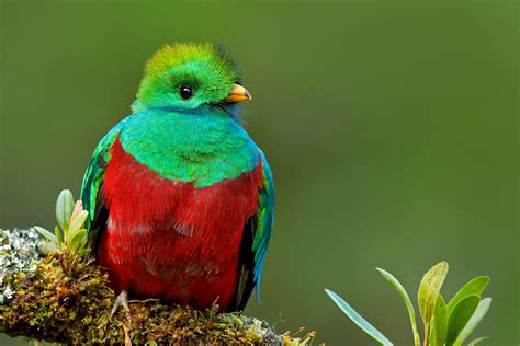 Meet the Gorgeous Resplendent Quetzal, One of the World’s Most ...