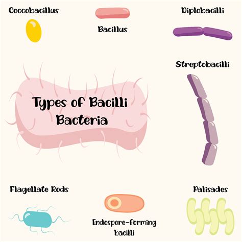 Types Of Bacteria