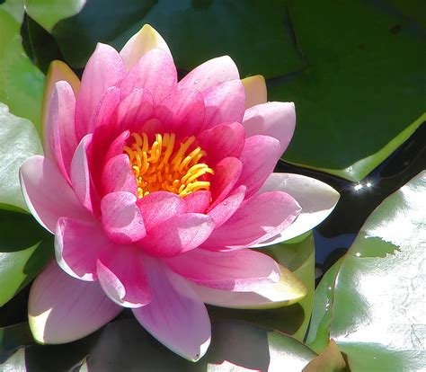 Water lily or lotus - Flowers Photo (22283533) - Fanpop