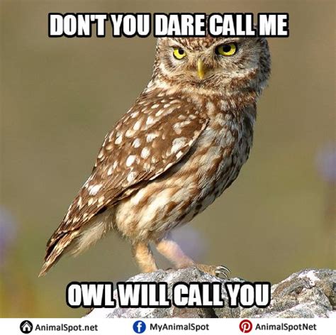 Funny Owl Memes