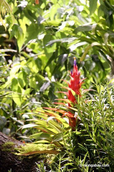 red bromeliad flower