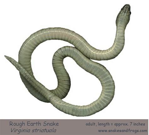 Earth Snake Page