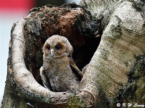 Baby Collared Scops Owl DSC_0144 photo - KAI-WING LEUNG photos at pbase.com