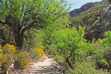 Hiking Trail in Bear Canyon in Tucson, AZ Stock Photo - Image of brittlebush, catalina: 89600626