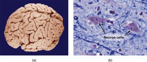 3.2: Overview of Anatomy and Physiology - Biology LibreTexts